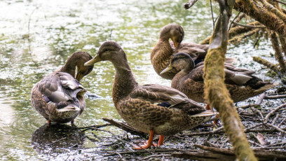 Mallard Ducks - Female