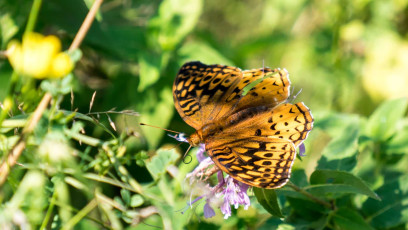 Aphrodite Fritillary Butterfly