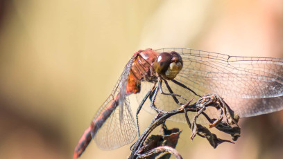 Ruby Meadowhawk dragonfly (male)