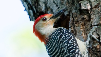 Red-bellied woodpecker (m)
