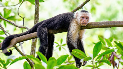 White-faced capuchin - An old warrior