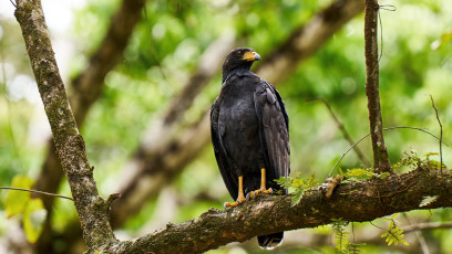 Common black hawk