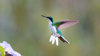 Purple-crowned fairy hummingbird