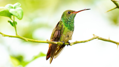 Rufous-tailed hummingbird - male