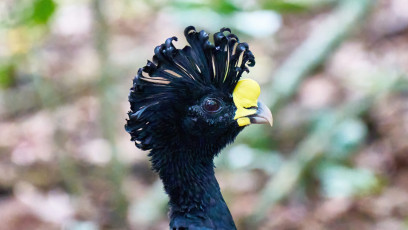 Great curassow - male