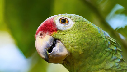 Red-lored parrot
