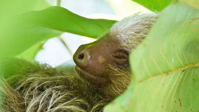 Baby sloth sleeping
