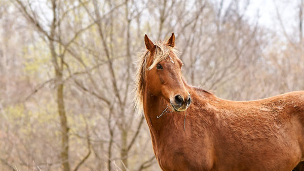 A handsome Morgan horse named Thankful
