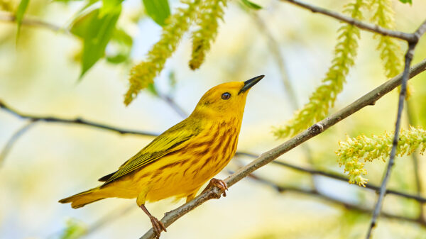 Yellow warbler