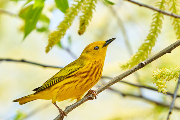 Yellow warbler