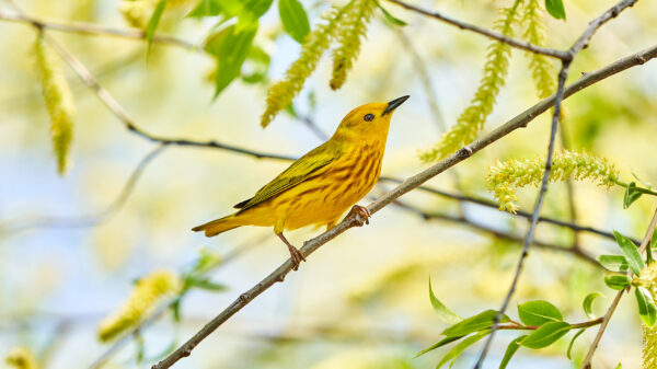 Yellow warbler