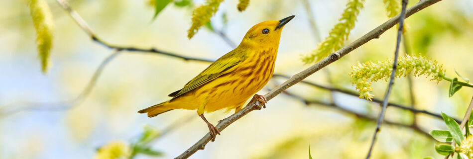 Yellow warbler