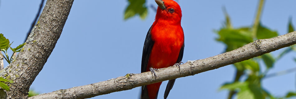 Scarlet tanager
