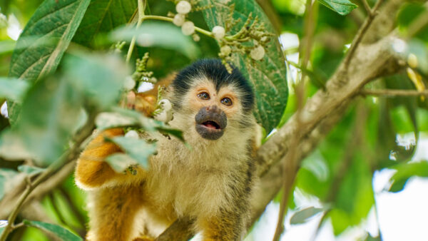 Squirrel monkey