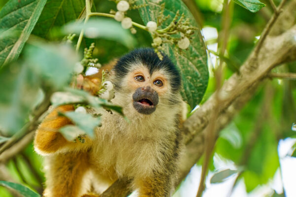 Squirrel monkey