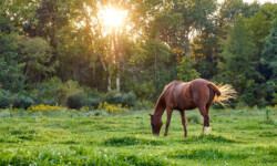 Violet - Detroit Polo Club