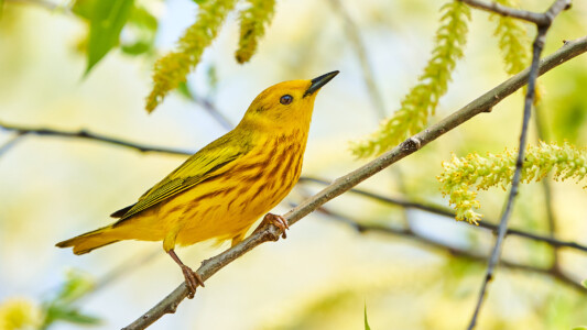 Yellow warbler Yellow warbler