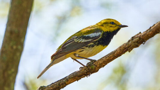 Black-throated Green warbler Black-throated Green warbler