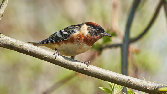 Bay-breasted warbler Bay-breasted warbler