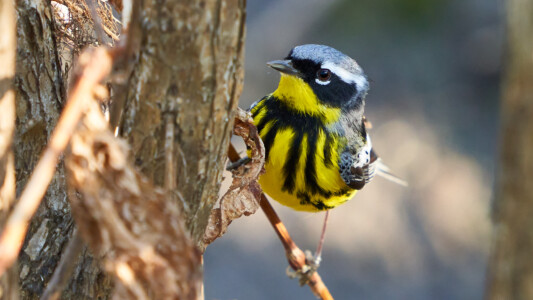 Magnolia warbler Magnolia warbler