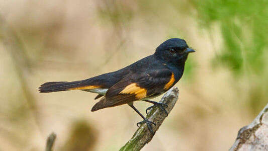 American Redstart warbler American Redstart warbler