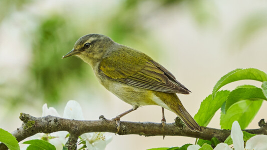 Tennessee warbler Tennessee warbler