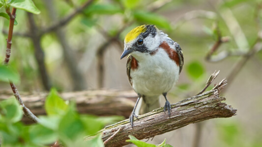 Chestnut-sided warbler Chestnut-sided warbler