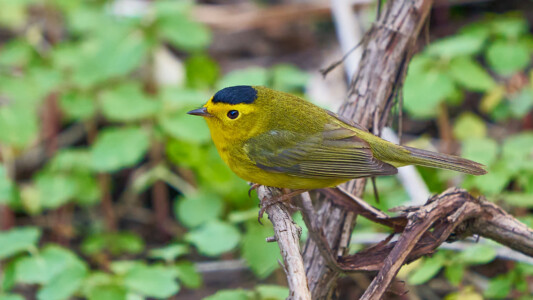 Wilson's warbler Wilson's warbler