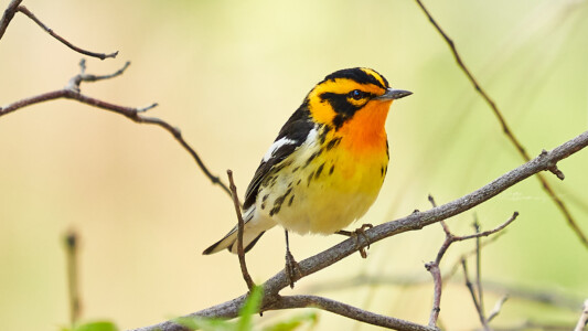 Blackburnian warbler Blackburnian warbler