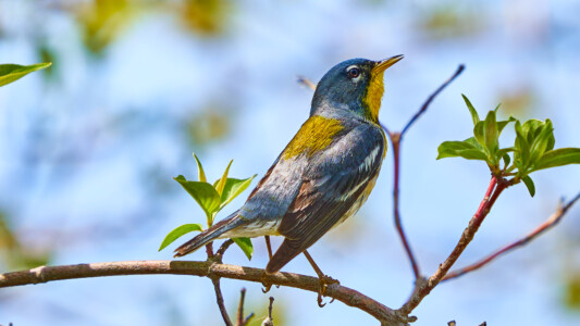 Northern Parula warbler Northern Parula warbler
