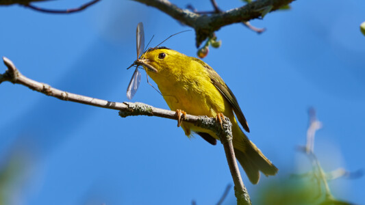 Wilson's warbler Wilson's warbler