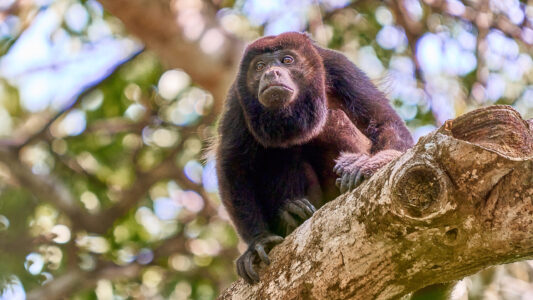 Howler monkey