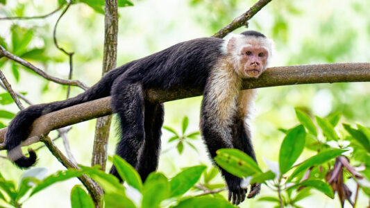 White-faced capuchin