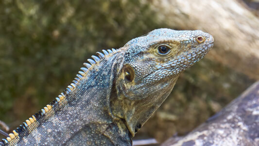 Costa Rican iguana