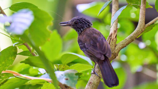 Black-hooded antshrike