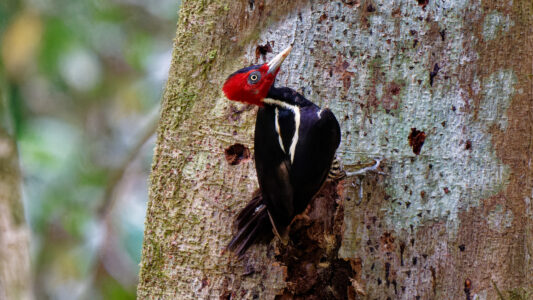 Pale-billed woodpecker
