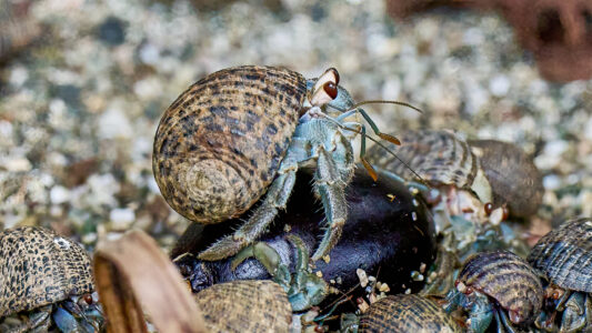 Hermit crab