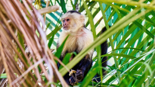 White-faced capuchin
