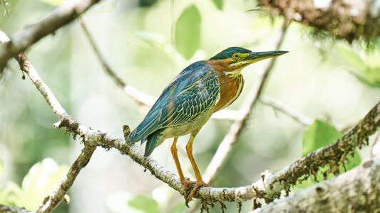 Green heron