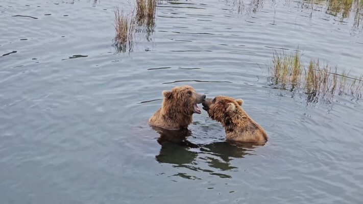 Bears fighting - Brooks Falls - July 2025 Bears fighting - Brooks Falls - July 2025