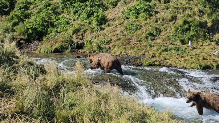 Bears and More Bears Bears and More Bears