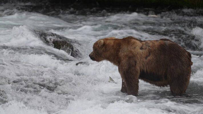 Brooks Falls - Riffles - July 2025 Brooks Falls - Riffles - July 2025