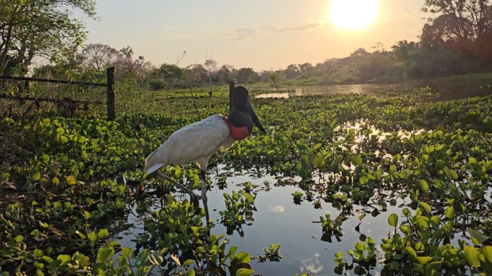 Jabiru Stork