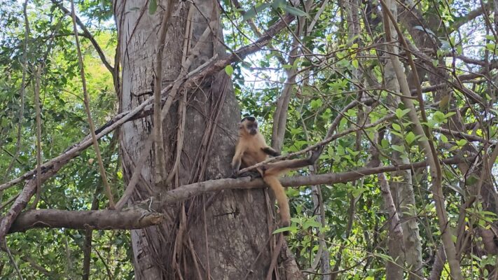 Black-capped Capuchins