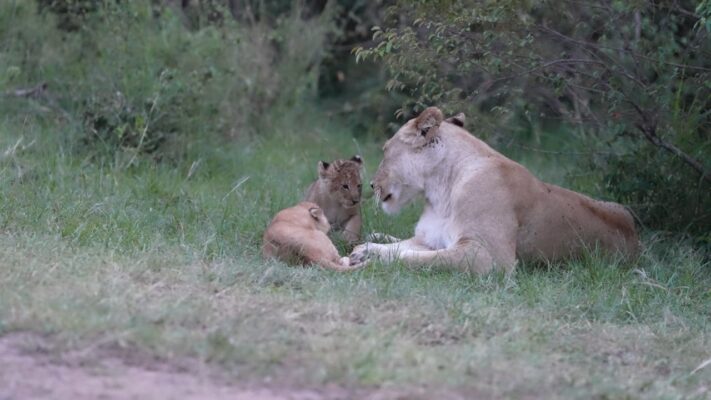 Mother lion and cubs