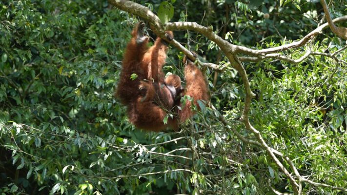 Male orangutan moving through the jungle