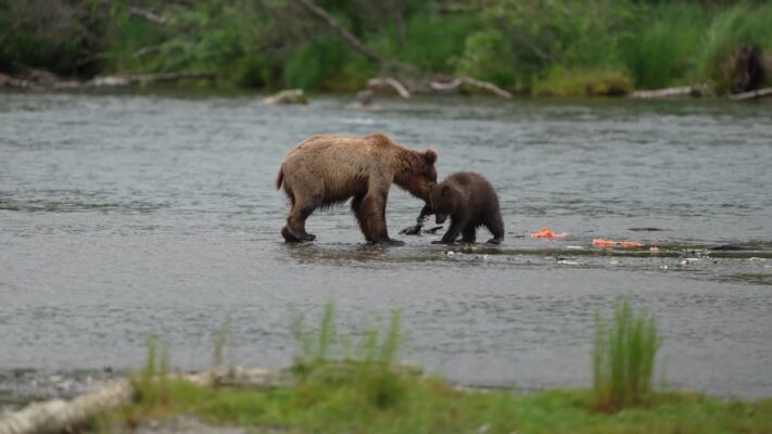Cubs Playing at Brooks Falls