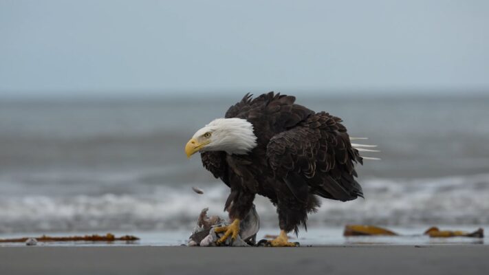 Bald Eagle on the Beach Calling