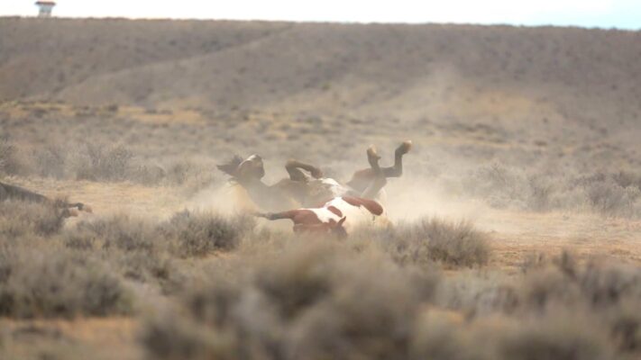Dust bath and a race!