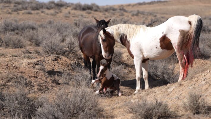 Totsi's new filly, Tatiana, trying to stand for the first time